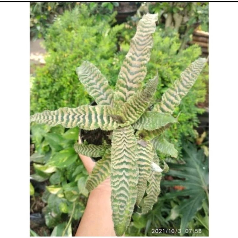 Tanaman hias Bromelia toke hijau Cryptanthus Zonatus