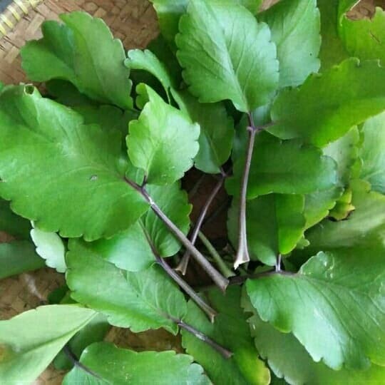 

daun cocor bebek - daun tiba urip