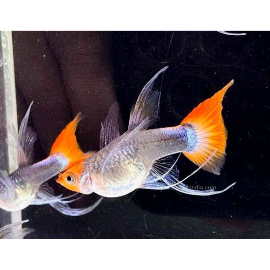 HIASAN AQUARIUM SEPASANG VVIP GUPPY RIBBON PRTDE KOI LINE VIETNAM