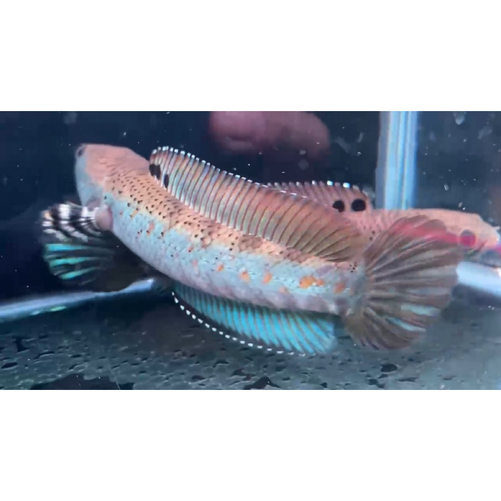 KUALITAS TERBAIK BP 8-9 BLUE PULCHRA YELLOW SPOT BLACKDOT