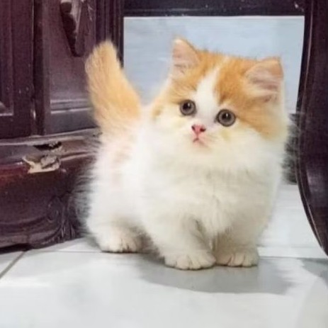 kucing munckin jantan 3 bulan | kitten cebol lucu