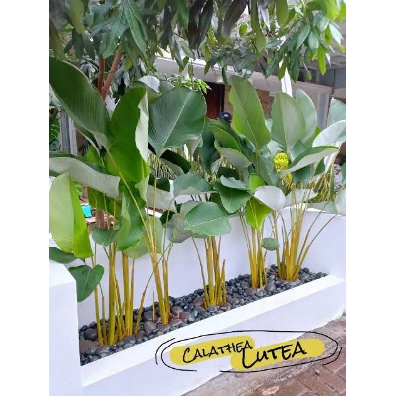 Promo Paket 10 Tanaman Pisang Calathea Luthea / Tanaman Pisang Hias