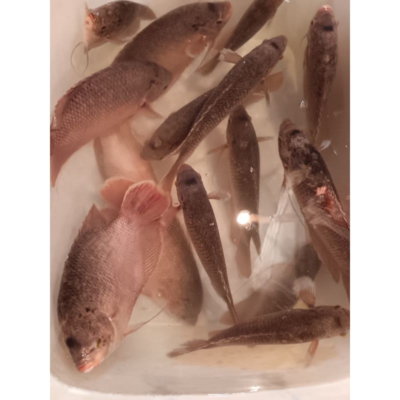 

ikan gurame segar / hidup 1 ekor 700 -900gr