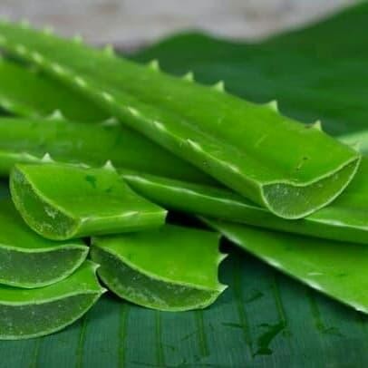 

pelapah lidah buaya - di jamin bebas pestisida ready stok siap kirim ready stok siap kirim