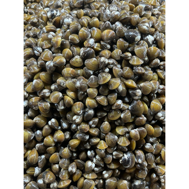 

Remis Laya Pensi Obat Liver