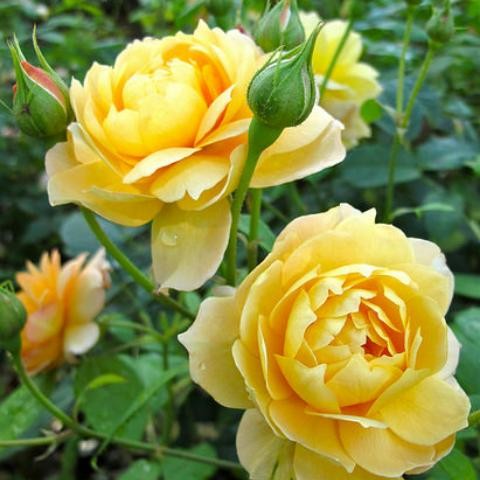 BIBIT BUNGA MAWAR KUNING / MERAH/PINK/PUTIH KONDISI BERBUNGA_TANAMAN HIDUP BUNGA MAWAR IMPORT