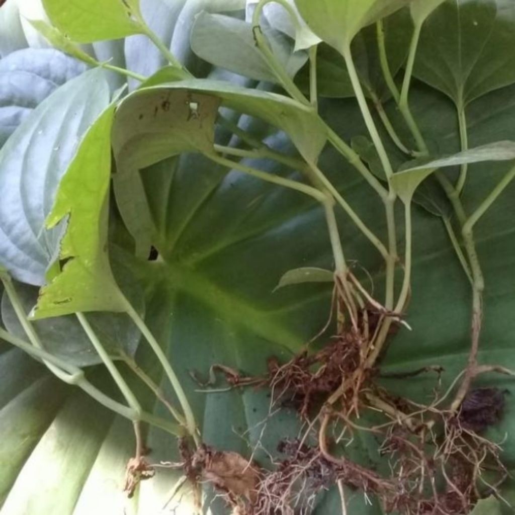 

Bibit Tanaman Kemukus/Rinu Per 10Ptc Unggul Siap Tanam