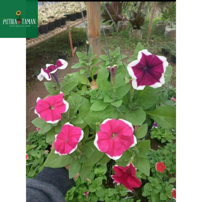 tanaman hias petunia
