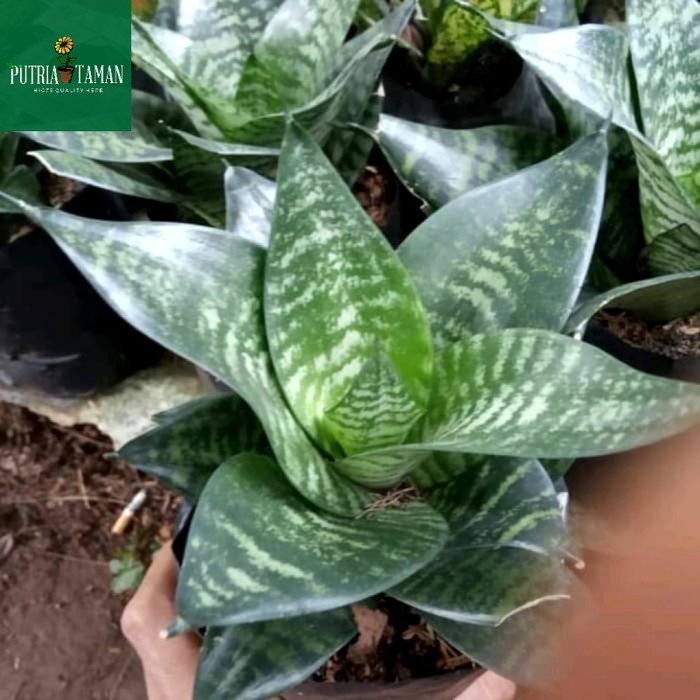 Tanaman lidah mertua mini/Sansevieria kodok