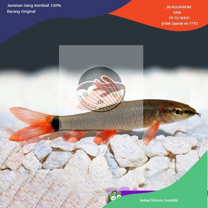 IKAN HIAS REDFIN RED FIN SHARK RED TAIL / IKAN HIAS AQUASCAPE