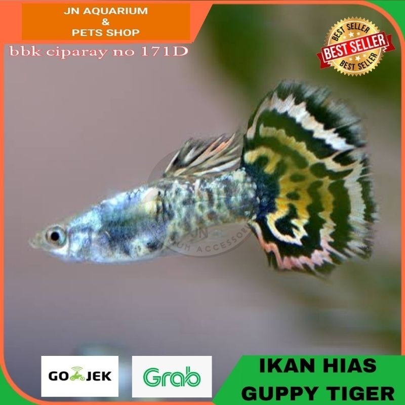 IKAN HIAS GUPPY TIGER AIR TAWAR AQUARIUM