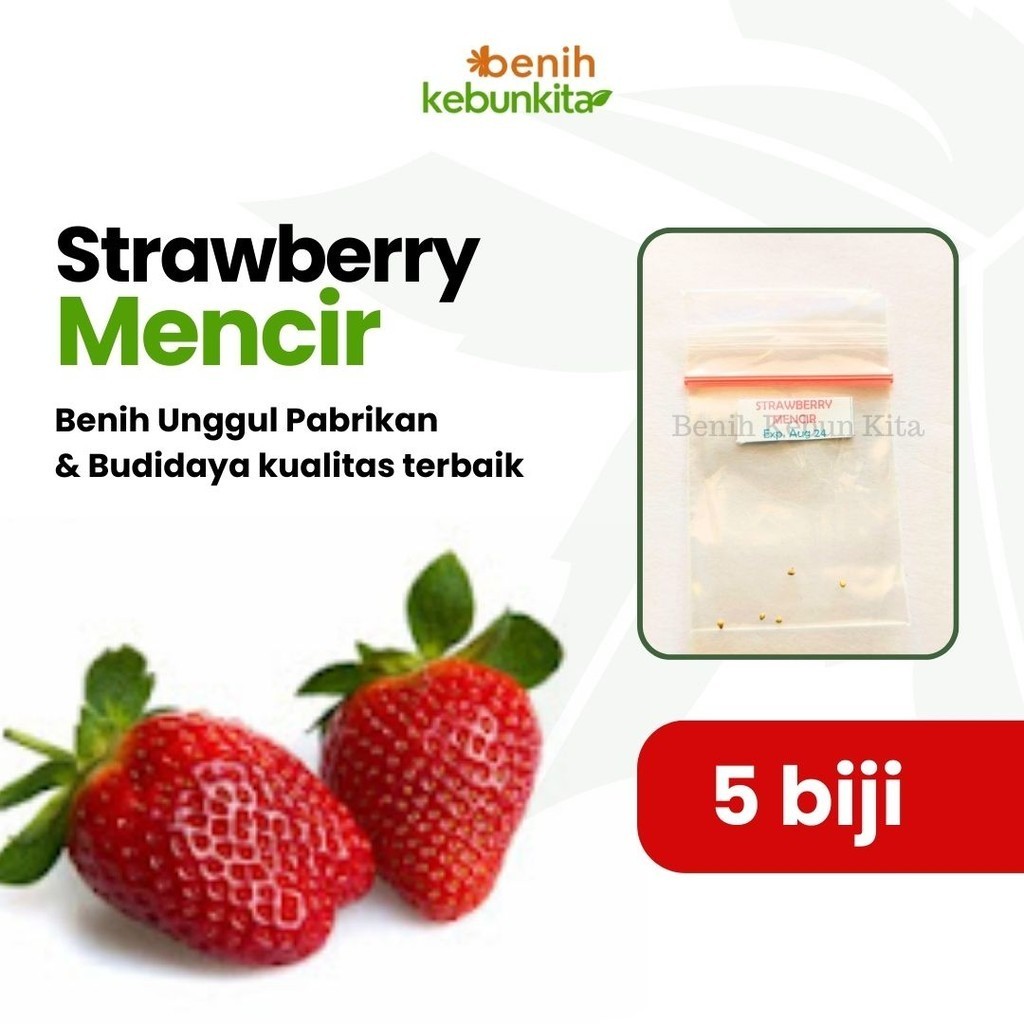 Biji Benih Bibit Strawberry Mencir Dataran Rendah Bibit Buah Stroberi Jumbo Manis Super Mudah Tumbuh