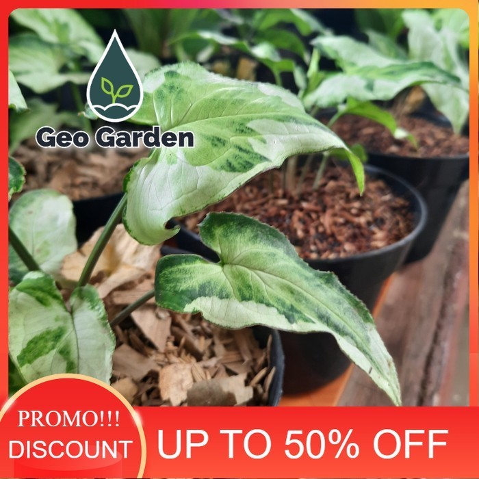 SYNGONIUM THREE KINGS tanaman hias syngonium marble