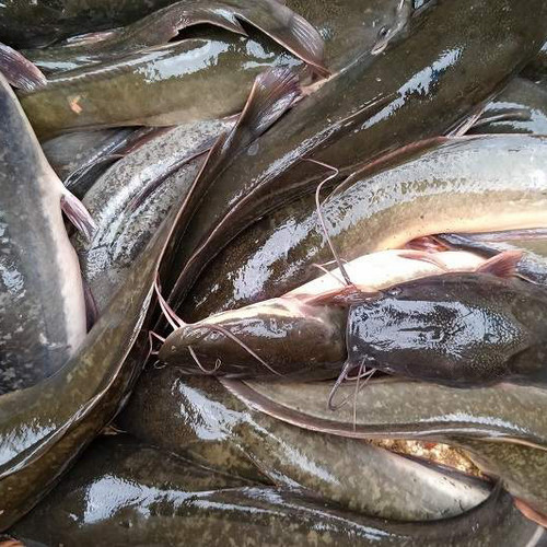 

Ikan Lele Konsumsi 1Kg | Sayur Segar Medan