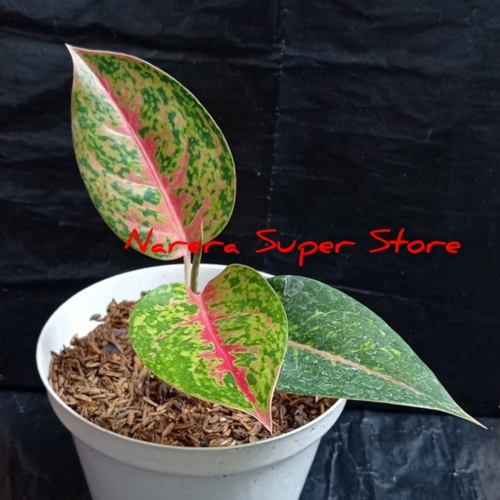 Aglonema Big Roy Aglaonema Dewasa Remaja Anakan Tanaman Hias Bunga - Anakan