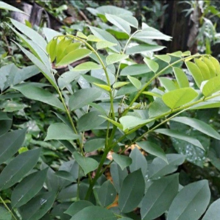 

jual daun gamal fres herbal 1kilo