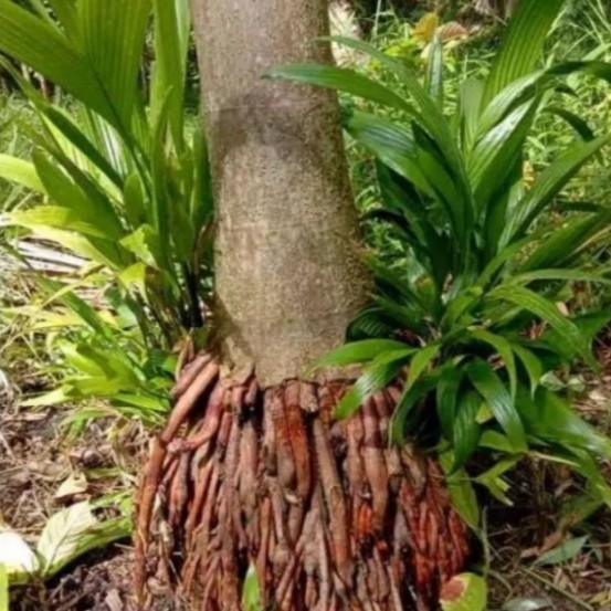 

akar pohon pinang muda segar dan jumbo 1kg bersih