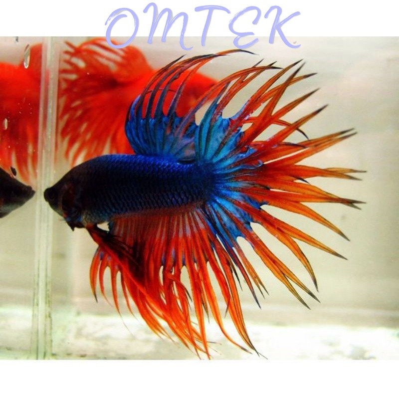 CT CUPANG  Serit Crowntail Male size M+ L