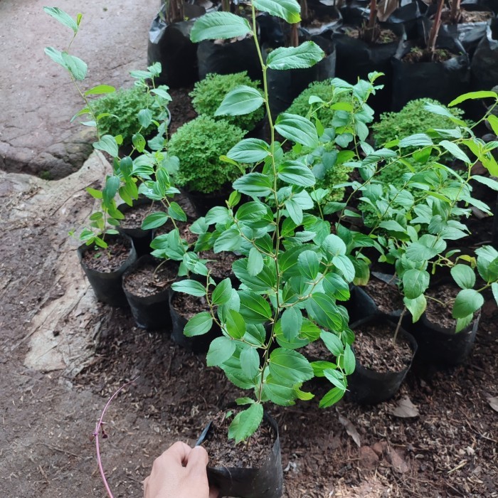 bibit pohon bidara arab/tanaman Bidara arab