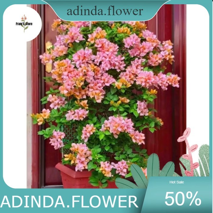 Tanaman hias Bugenvile rose Singapura