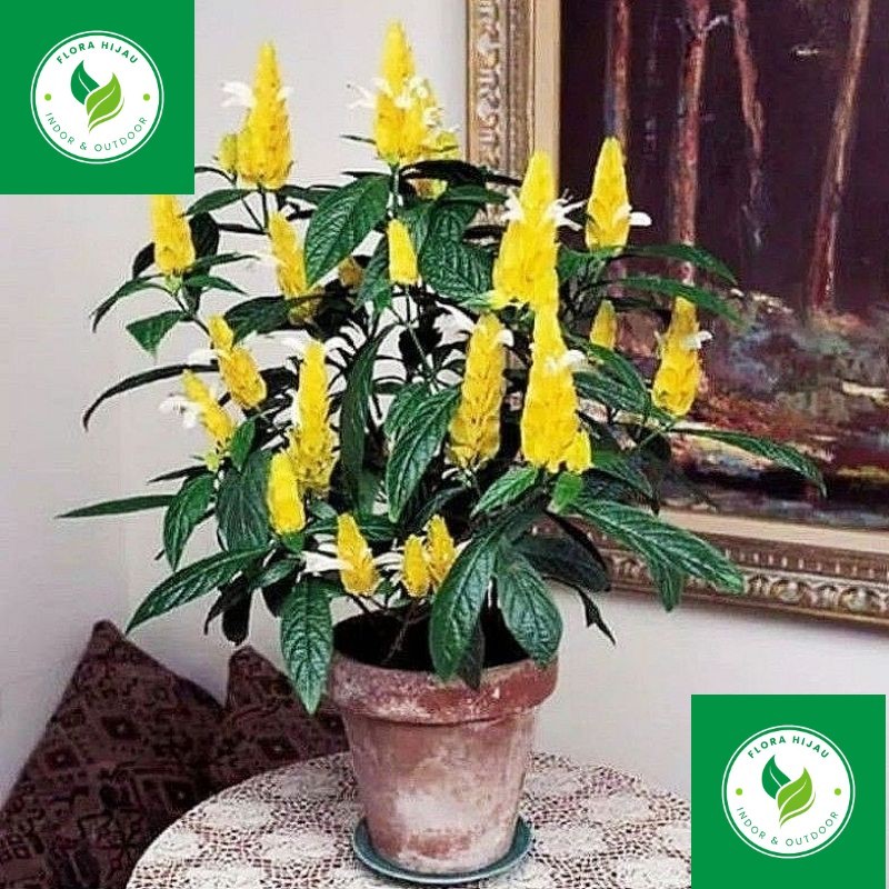 - ( BISA COD ) Tanaman Hias Lolipop Bunga Kuning / Bunga Hias Lilin Lolipop Kuning Tanaman Hidup Lil