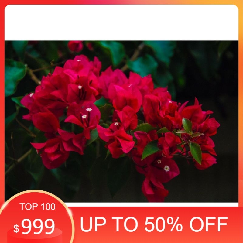 Bougenville bunga merah cabai / tanaman hias - Bunga Kertas Bugenvil