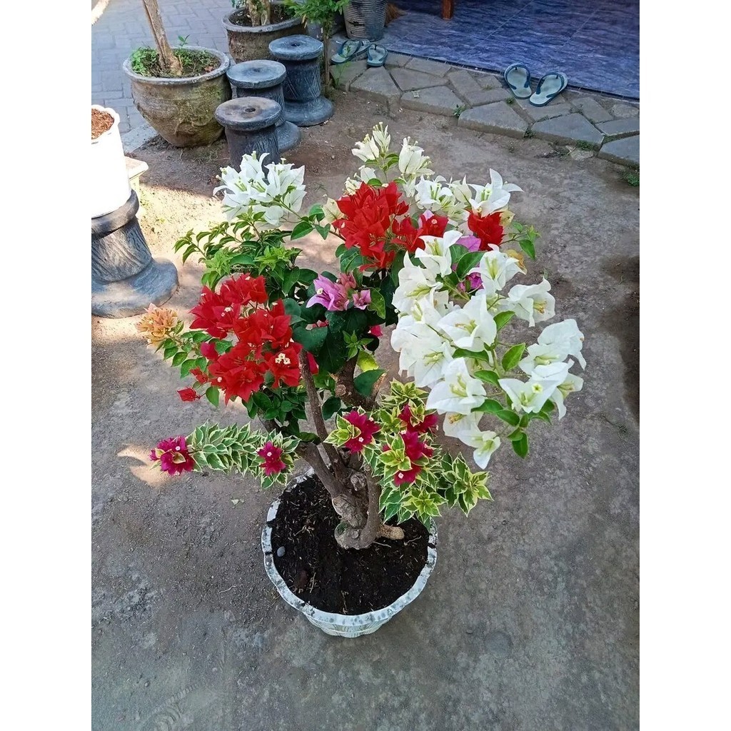  tanaman hias bugenvil 4 warna cantik