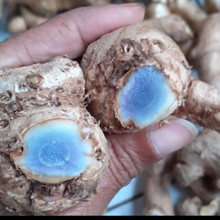 bibit temu Ireng atau temu hitam