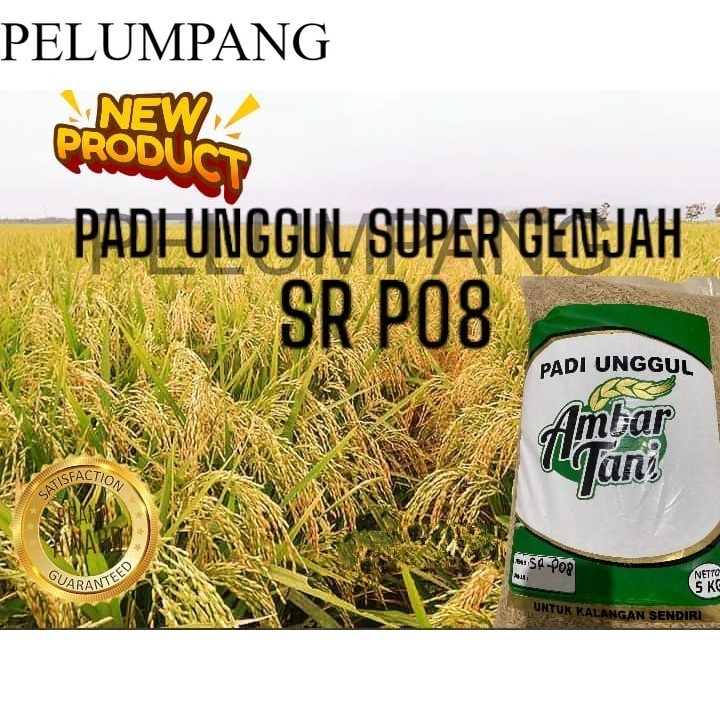 BIBIT PADI benih padi sr p08 ultra genjah 5kg PREMIUM