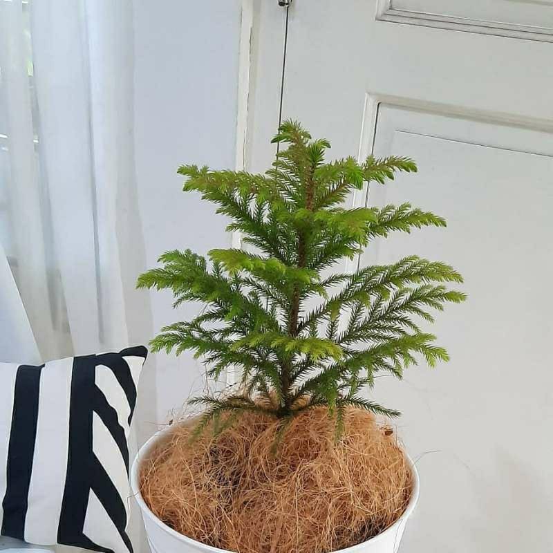 cemara pentris cemara norfolk