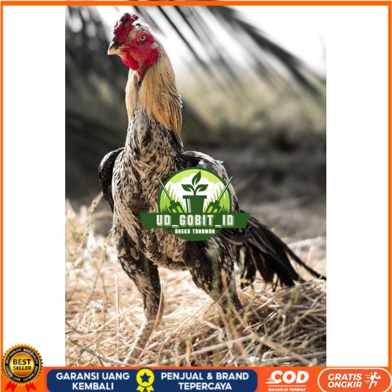 

PAMA NINJA TELUR FRESH PROMO FERTIL UD_GOBIT_ID