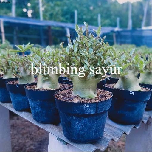 Bibit Tanaman Hias Adenium Cabang seribu - adenium arabicum - adenium - kamboja jepang - adenium per