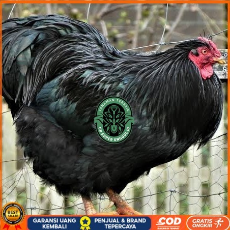 

Telur ayam black australorp / telur ayam hias / telur fertil siap cod UD_SUPER_UNGGUL_ID
