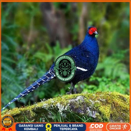 

Telur ayam hias ringneck mikado pheasant fertil untuk ditetaskan Langsung UD_SUPER_UNGGUL_ID