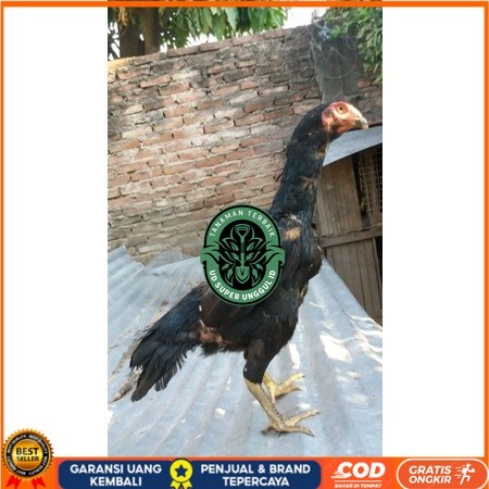

Telur Shamo X BK clasik terlaris UD_SUPER_UNGGUL_ID