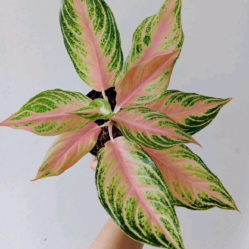 Tanaman Hias Aglonema Pink Sunset - Aglonema Pink Sunset