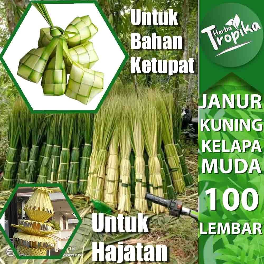 

Janur Kuning Daun Kelapa Muda Untuk bahan ketupat 100 lembar toko herba tropika