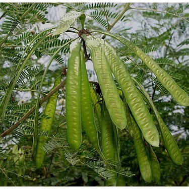 new. BIBIT STEK LAMTORO Bibit Tanaman Lamtoro/Petai Cina - bukan benih, harga termurah. KC