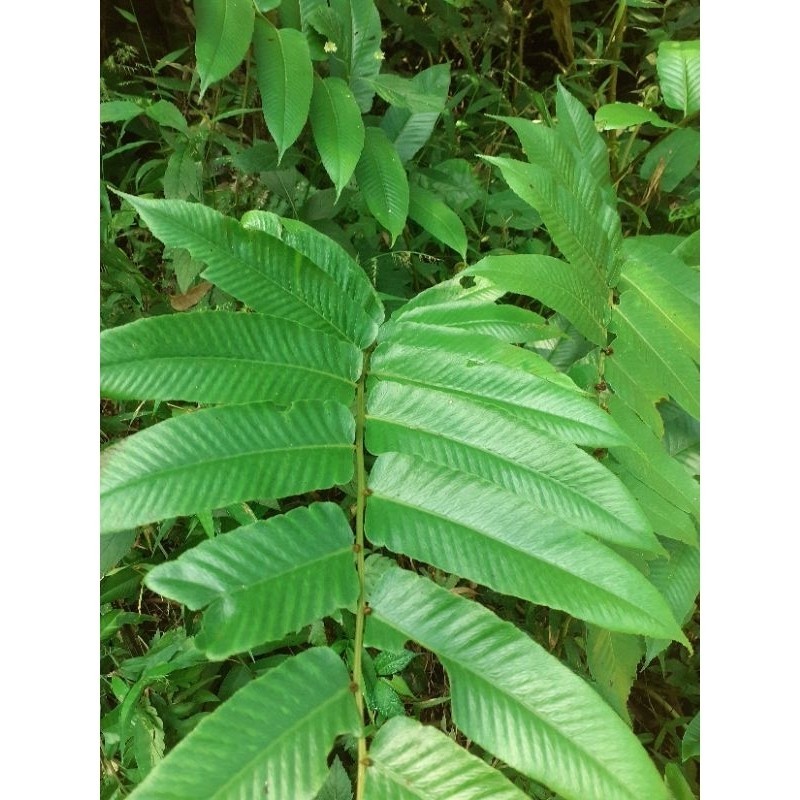 New Tanaman pakis hias 'pakis hiasan taman