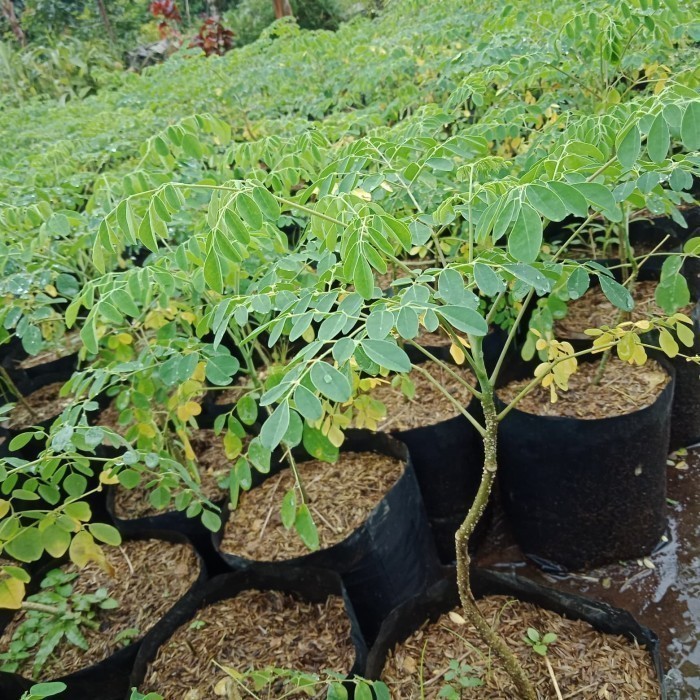 Bibit Tanaman Pohon Daun Kelor - Daun Kelor - Tanaman Kelor