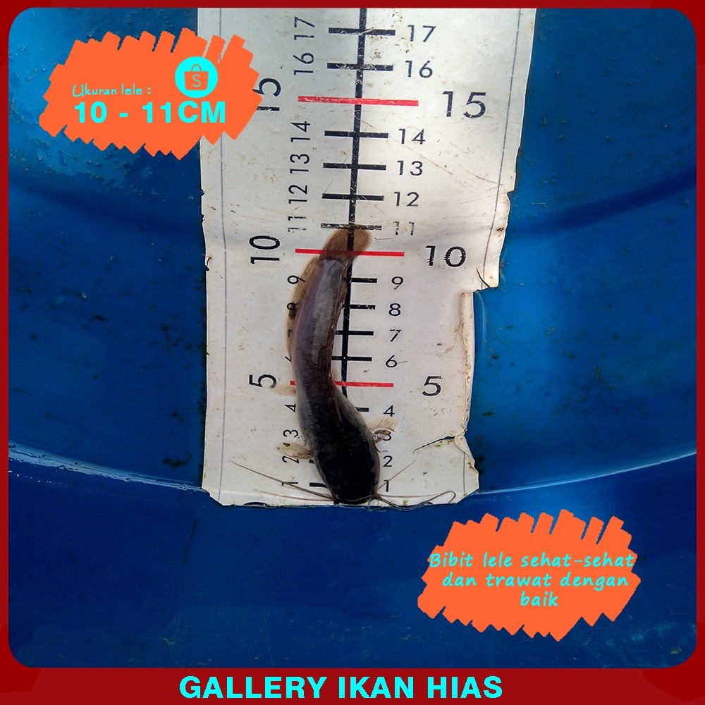 Hiasan Gallery  Hias - Paket 50ekor Bibit lele Sangkuriang Terdekat Bogor 9-10Cm