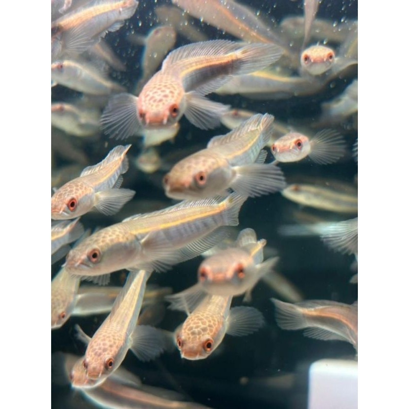 Hiasan [COD] Yellow sentarum/YeS/maru ys/ys mata merah/maru batik 14-16cm /maru full spek