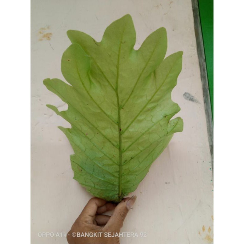 Promo bibit tanamn hias kadaka unik kadaka ekor naga kadaka langka 188 Herbal COD