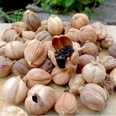 

Kapulaga Kering Asli Paket 1Kg dan 500g