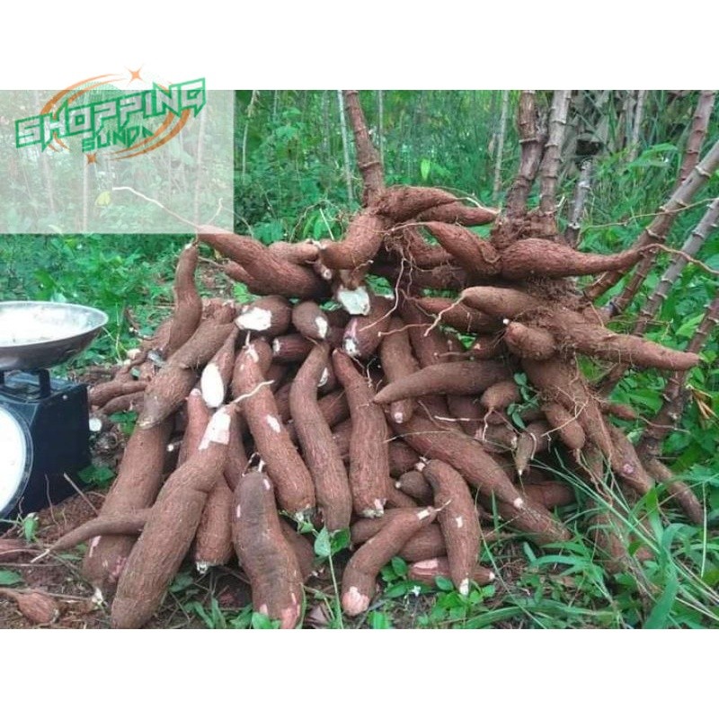 

singkong/sampe besar dan panjang cocok untuk membuat kripik