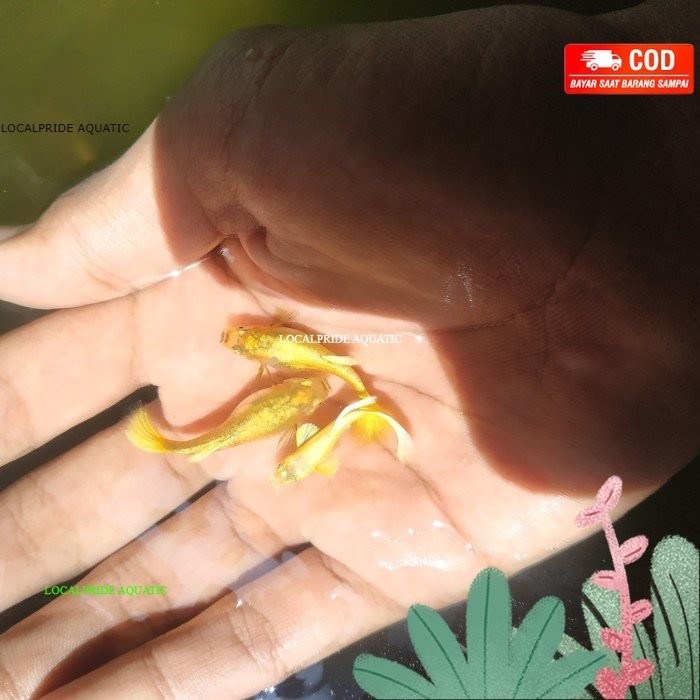 Paket (BestSeller) Guppy Super gold Full gold emas jantan betina Hamil sepasang Grade A