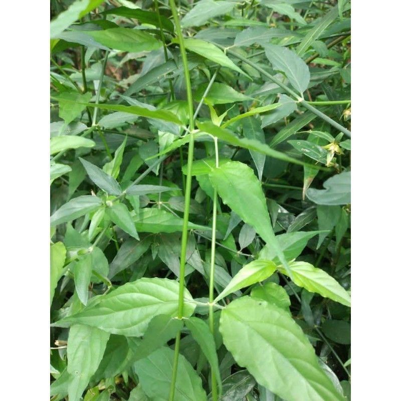 

DAUN KALINGSIR/DAUN BELALAI GAJAH SEGAR LANGSUNG PETIK 100% HERBAL ALAMI 500 GRAM
