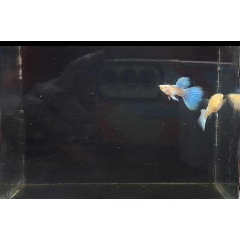 guppy sky blue