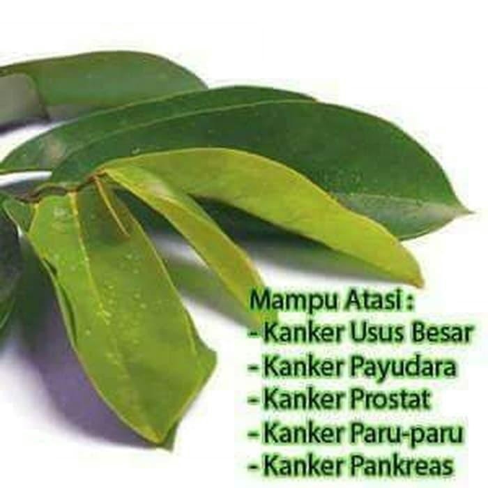 

Daun sirsak segar organik