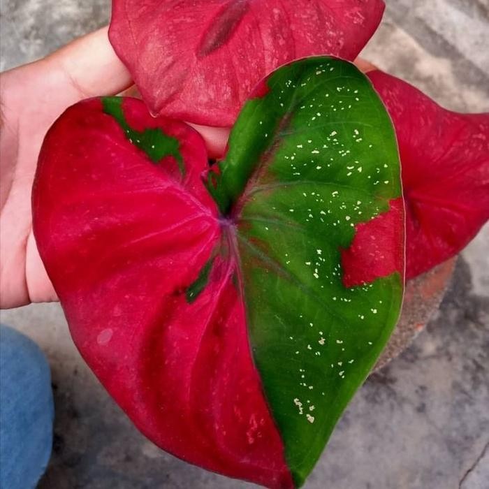 Tanaman hias keladi baret - caladium keladi baret - Murah